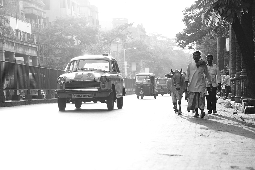 Papier peint la Vache et le Taxi